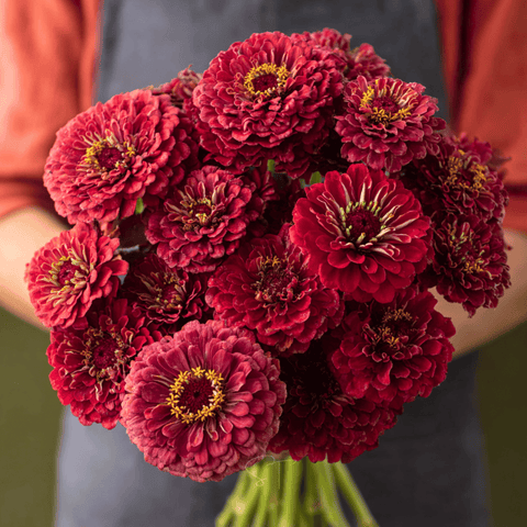 Meteor Zinnia 100 Seeds