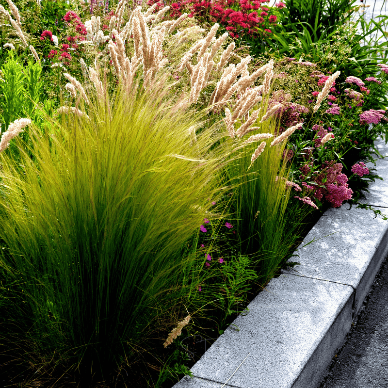 Load image into Gallery viewer, Mexican Feather Grass – 50 Seeds
