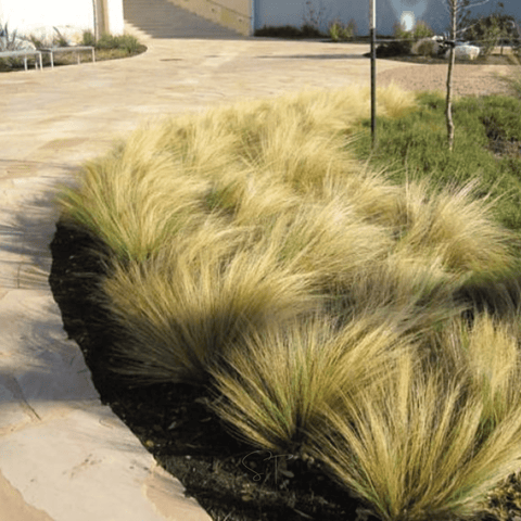 Mexican Feather Grass – 50 Seeds, additional product view 2