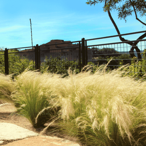 Mexican Feather Grass 50 Seeds