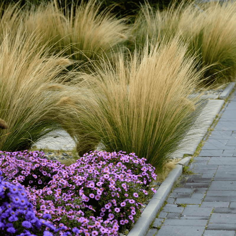 Load image into Gallery viewer, Mexican Feather Grass – 50 Seeds
