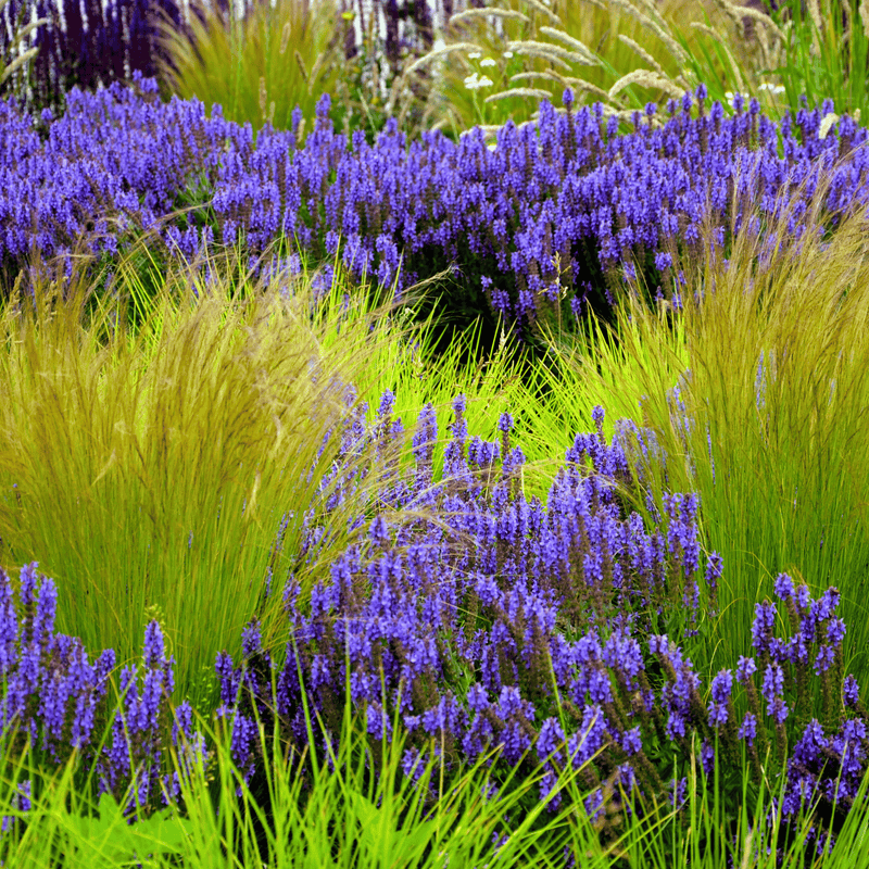 Load image into Gallery viewer, Mexican Feather Grass – 50 Seeds
