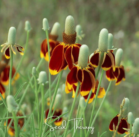 Mexican Hat 100 Seeds