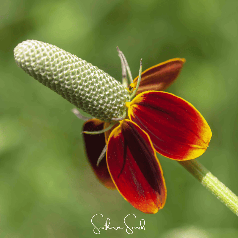 Load image into Gallery viewer, Mexican Hat – 100 Seeds
