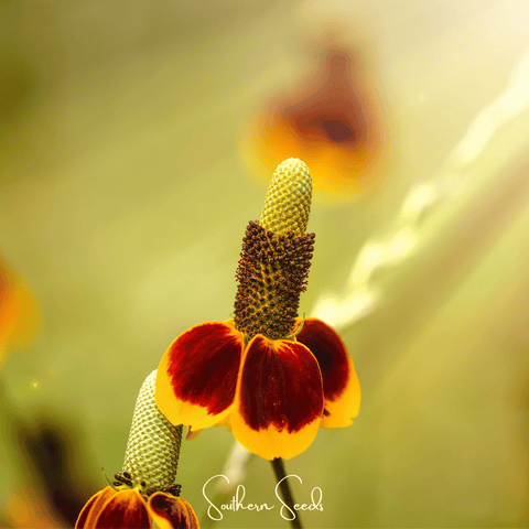 Mexican Hat – 100 Seeds, additional product view 2