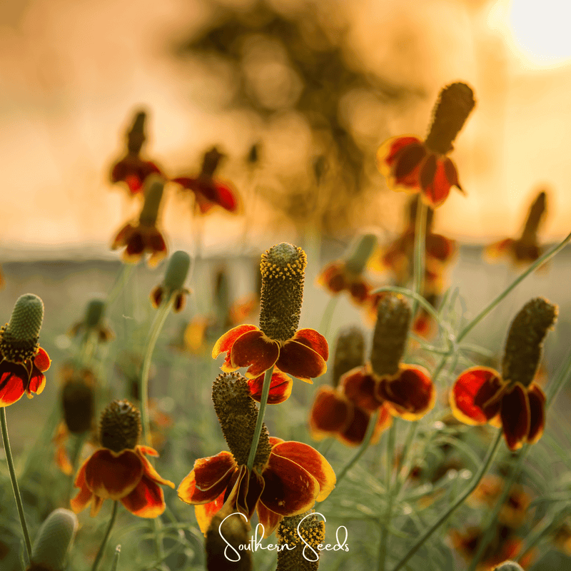 Load image into Gallery viewer, Mexican Hat – 100 Seeds

