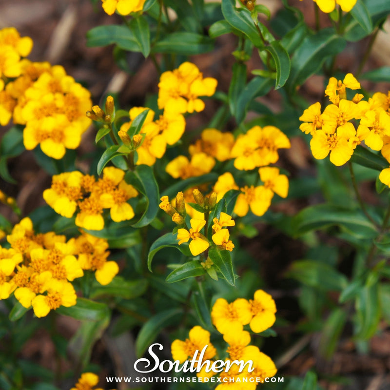 Load image into Gallery viewer, Mexican Mint, Mexican Tarragon – 50 Seeds
