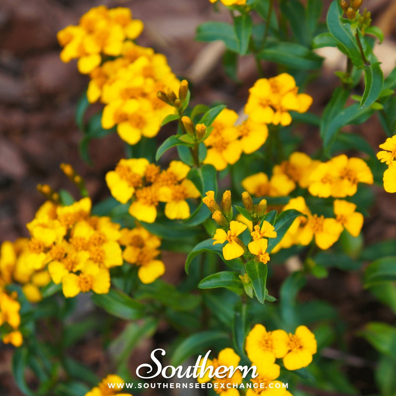 Load image into Gallery viewer, Mexican Mint, Mexican Tarragon – 50 Seeds

