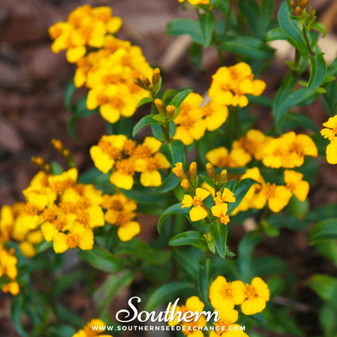 Mexican Mint, Mexican Tarragon – 50 Seeds, additional product view 2