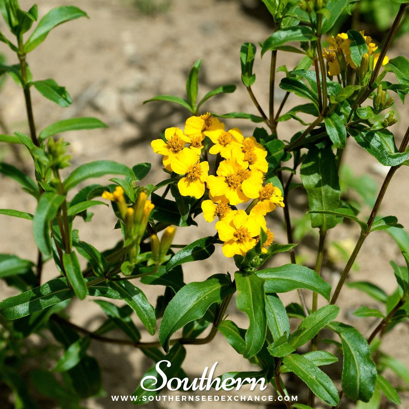 Load image into Gallery viewer, Mexican Mint, Mexican Tarragon – 50 Seeds
