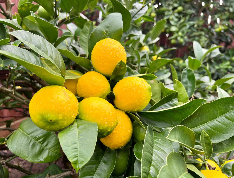 Load image into Gallery viewer, Meyer Lemon Tree
