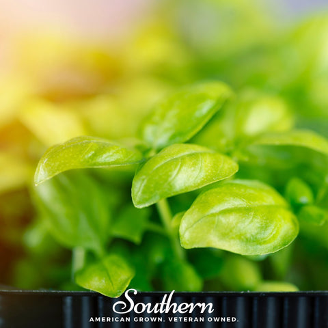 Basil Genovese Microgreen 8 grams