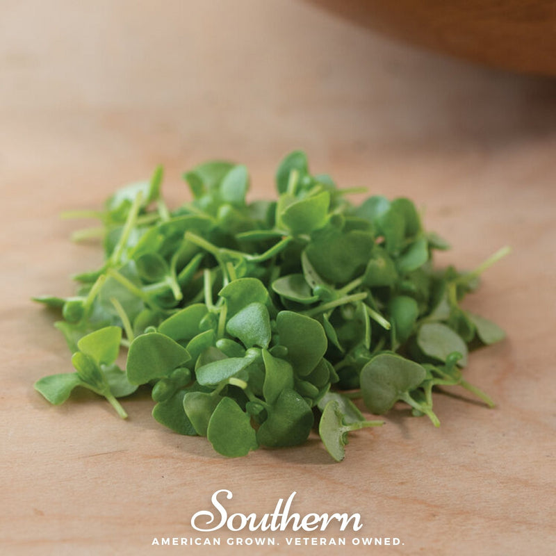 Load image into Gallery viewer, Basil Genovese Microgreen – 8 grams
