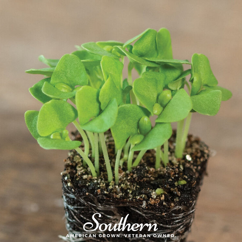 Load image into Gallery viewer, Basil Genovese Microgreen – 8 grams
