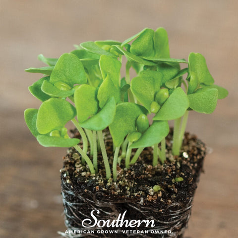 Basil Genovese Microgreen – 8 grams, additional product view 2