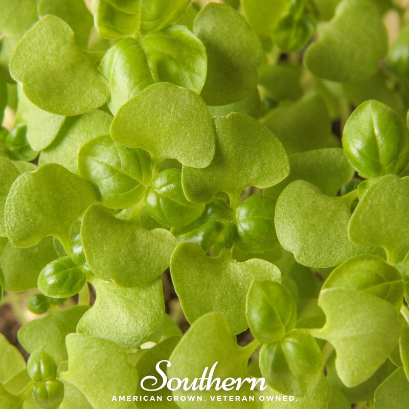 Load image into Gallery viewer, Basil Genovese Microgreen – 8 grams
