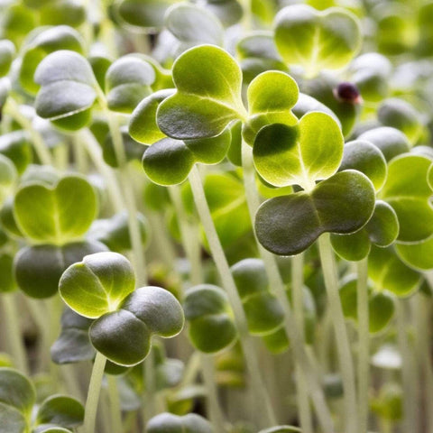 Broccoli Microgreens – 10 grams, additional product view 2