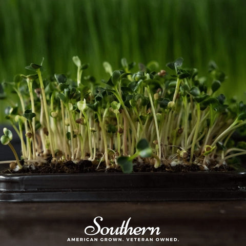 Broccoli microgreen seeds package, 10 grams, GrowTime Garden Supply