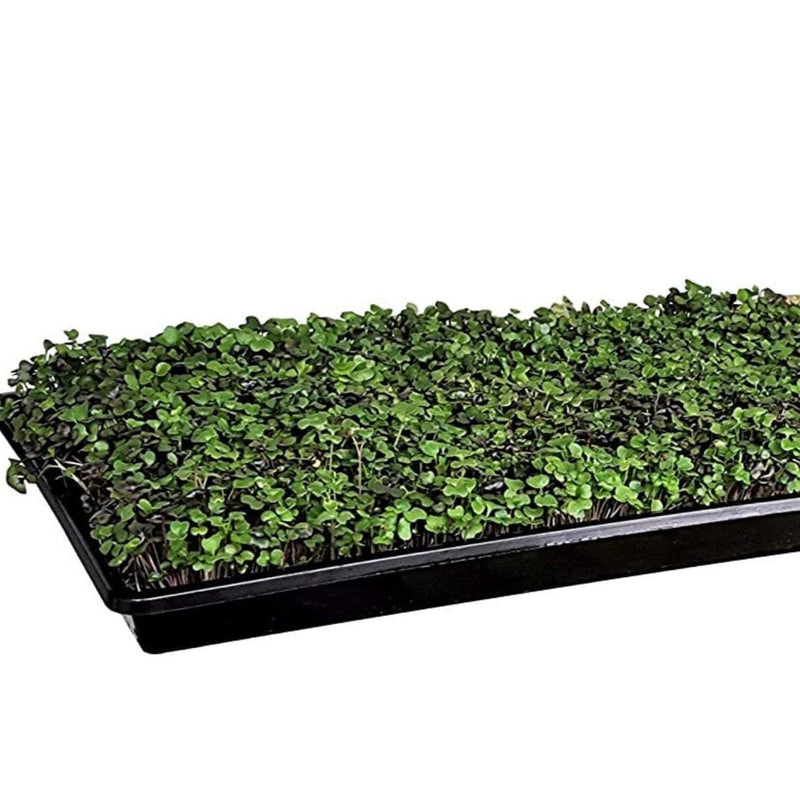 Load image into Gallery viewer, Broccoli Microgreens – 10 grams
