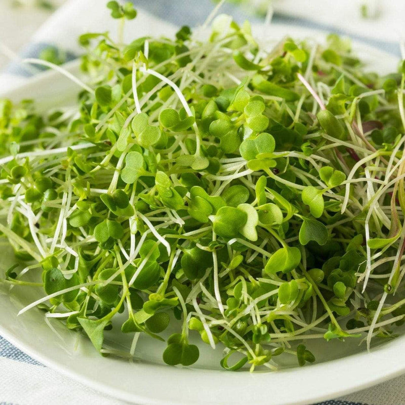 Load image into Gallery viewer, Broccoli Microgreens – 10 grams
