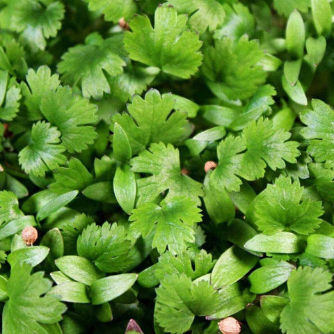 Cilantro Microgreens – 10 grams, additional product view 2