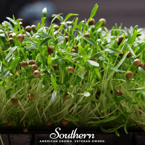 Cilantro microgreen seeds package, 10 grams, GrowTime Garden Supply