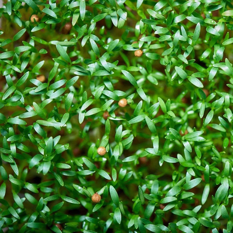 Load image into Gallery viewer, Cilantro Microgreens – 10 grams
