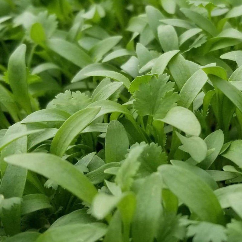 Load image into Gallery viewer, Cilantro Microgreens – 10 grams
