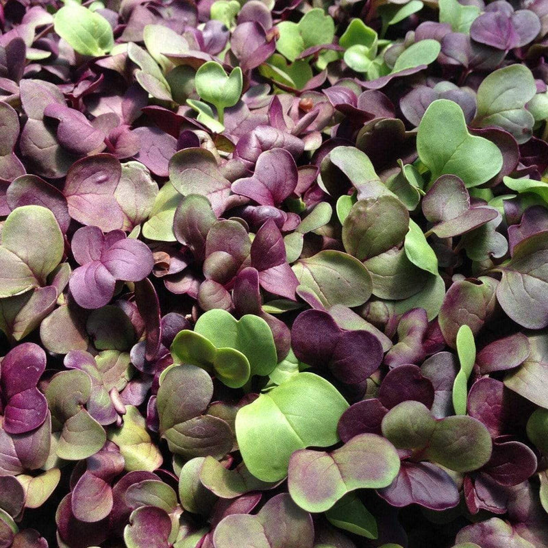 Load image into Gallery viewer, Confetti Radish Microgreen – 10 grams
