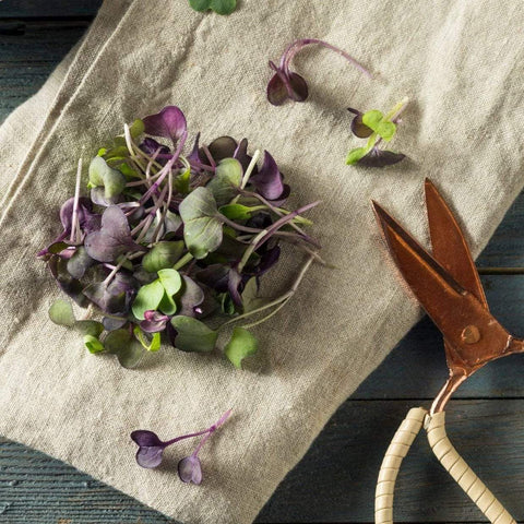 Confetti Radish Microgreen – 10 grams, additional product view 2