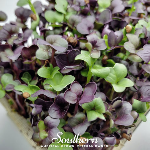 Confetti Radish microgreen seeds package, 10 grams, GrowTime Garden Supply
