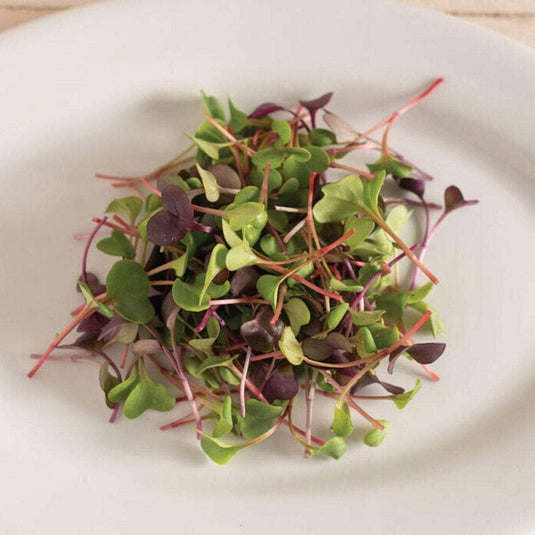 Confetti Radish Microgreen – 10 grams