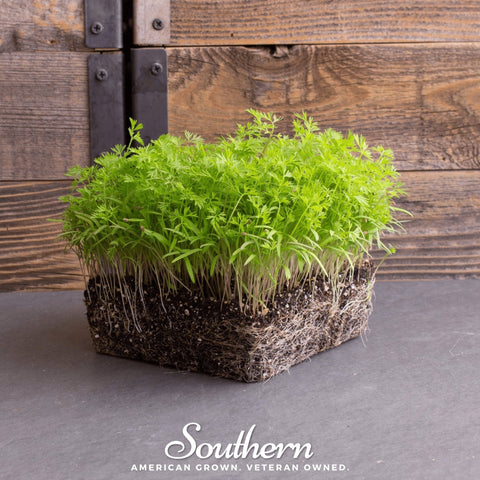 Dill Microgreen seeds package, 8 grams, GrowTime Garden Supply