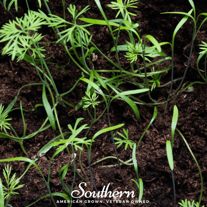 Load image into Gallery viewer, Dill Microgreen – 8 grams
