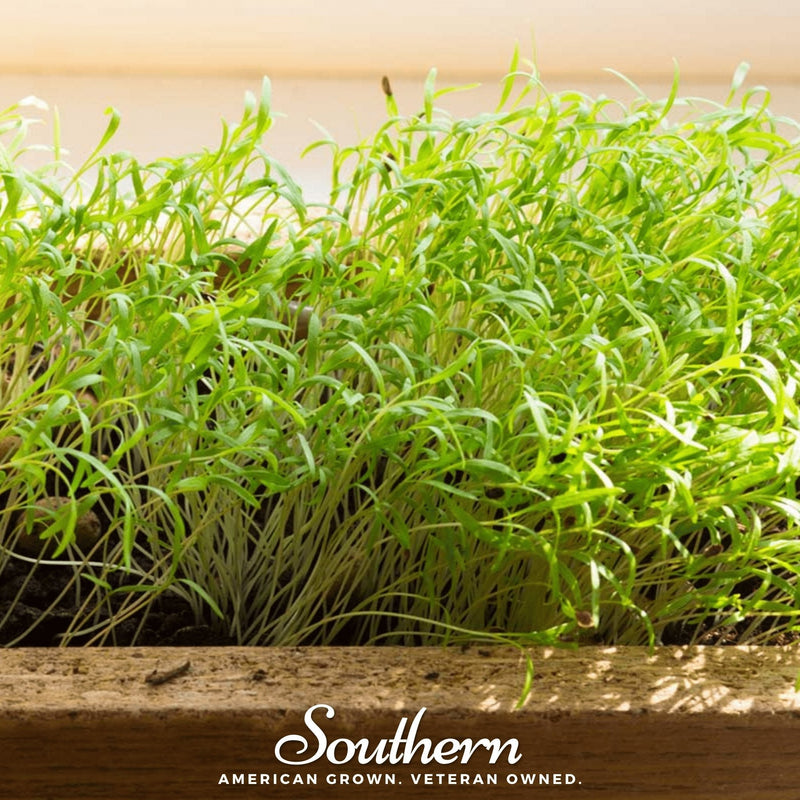 Load image into Gallery viewer, Dill Microgreen – 8 grams
