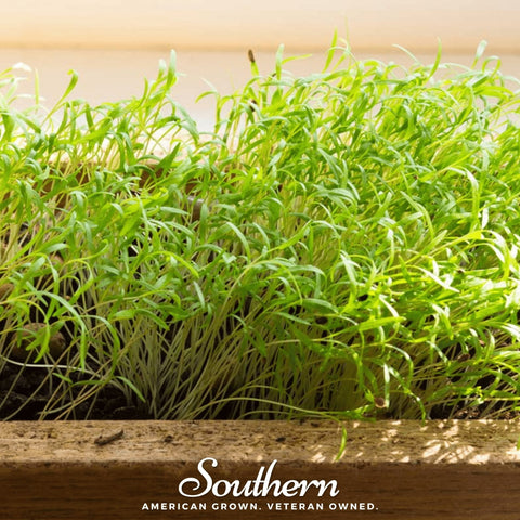 Dill Microgreen – 8 grams, additional product view 2