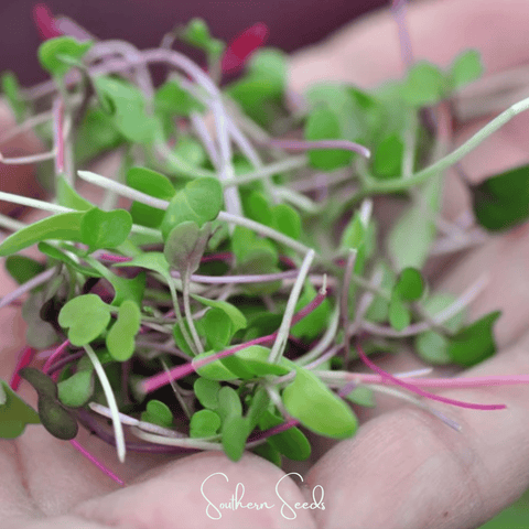 Salad Mix Microgreen – 5 Variety Mix – 8 grams, additional product view 2