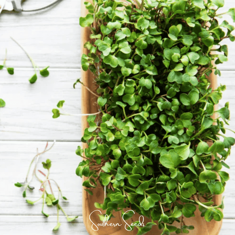 Salad Mix Microgreen 5 Variety Mix 8 grams