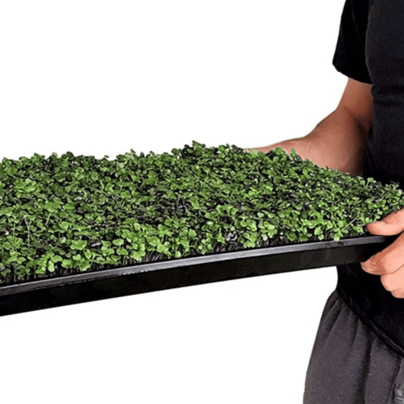 Load image into Gallery viewer, Salad Mix Microgreen – 5 Variety Mix – 8 grams
