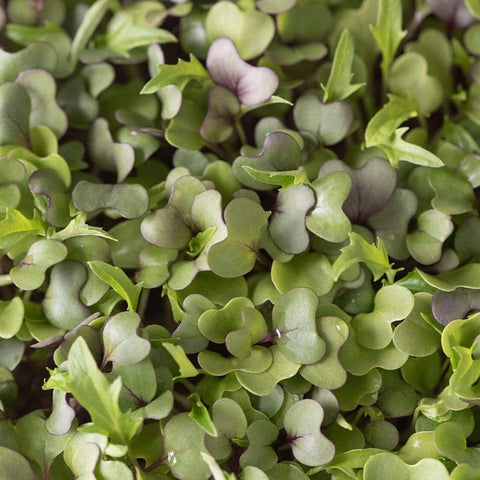 Southern Mild Microgreen Mix – 8 grams, additional product view 2