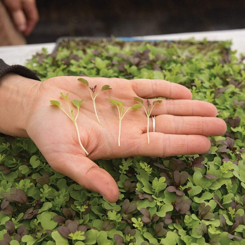 Load image into Gallery viewer, Southern Spice Mix Microgreens – 8 grams
