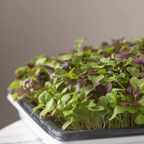 Southern Spice Mix Microgreens – 8 grams, additional product view 2