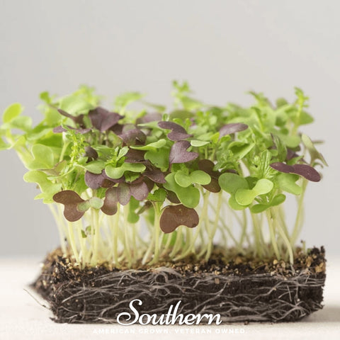 Southern Spice mix microgreen seeds package, 8 grams, GrowTime Garden Supply