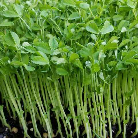 Speckled Pea Microgreens – 15 grams, additional product view 2