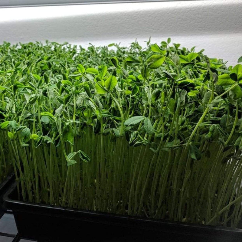 Load image into Gallery viewer, Speckled Pea Microgreens – 15 grams

