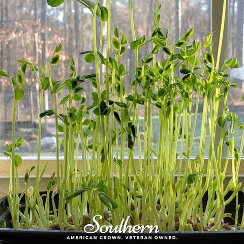 Speckled Pea microgreen seeds package, 15 grams, GrowTime Garden Supply