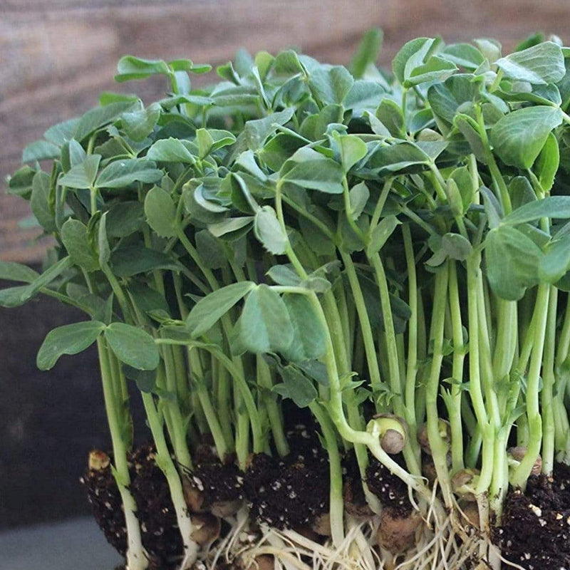 Load image into Gallery viewer, Speckled Pea Microgreens – 15 grams
