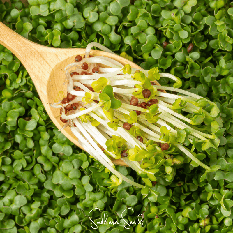 Load image into Gallery viewer, Wasabi Spicy Mustard Microgreen – 10 grams

