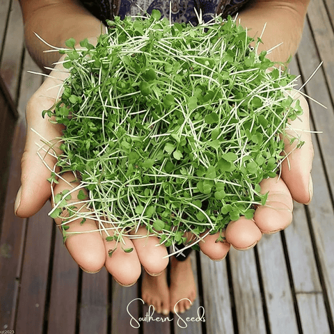 Wasabi Spicy Mustard Microgreen 10 grams