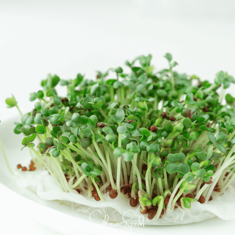Load image into Gallery viewer, Wasabi Spicy Mustard Microgreen – 10 grams
